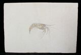 Large Fossil Shrimp (Aeger) - Solnhofen Limestone #22502-2